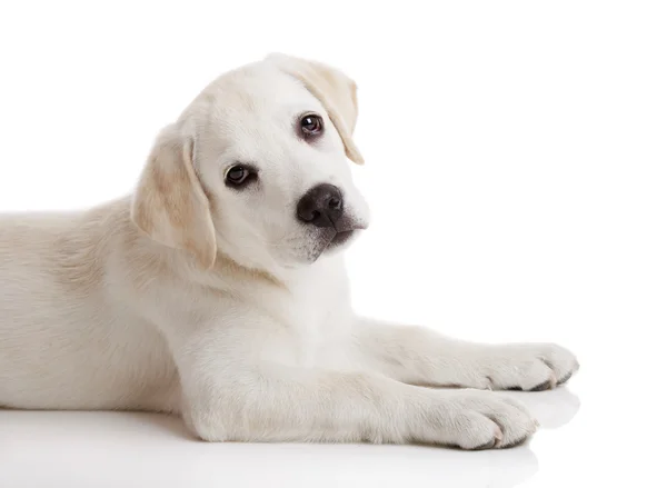 白い背景で隔離のラブラドル レトリーバー犬クリーム美しい子犬 — Stock fotografie