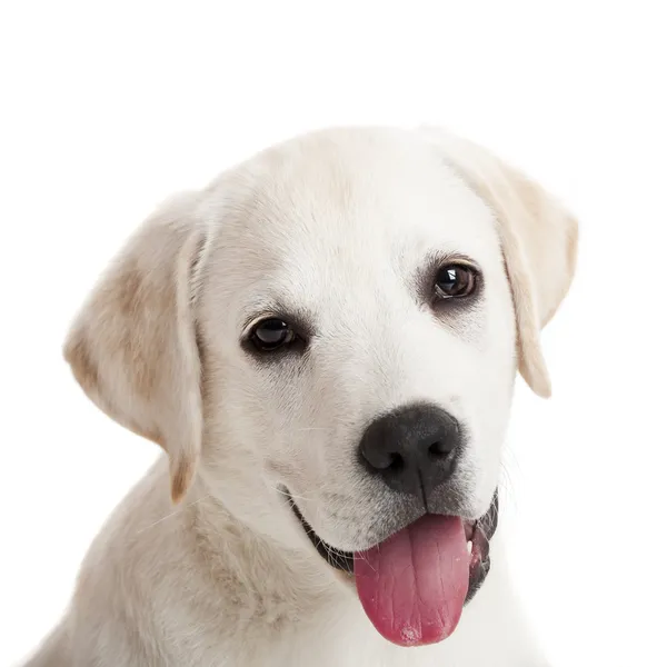 Labrador štěně — Stock fotografie