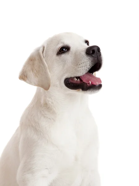 白い背景で隔離のラブラドル レトリーバー犬クリーム美しい子犬 — ストック写真