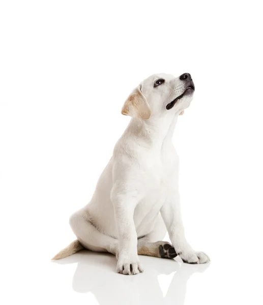 在白色背景上被隔绝的美丽奶油色的拉布拉多犬小狗 — 图库照片