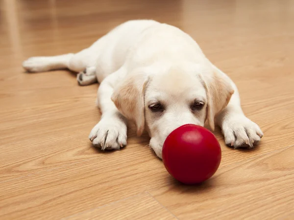 Labrador Puppy playing — Stock Photo, Image