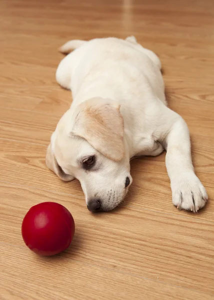 Labrador Puppy jouer — Photo
