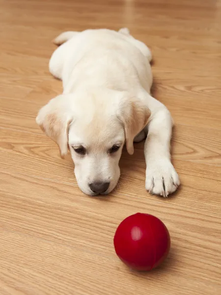 Labrador cachorro jugando —  Fotos de Stock