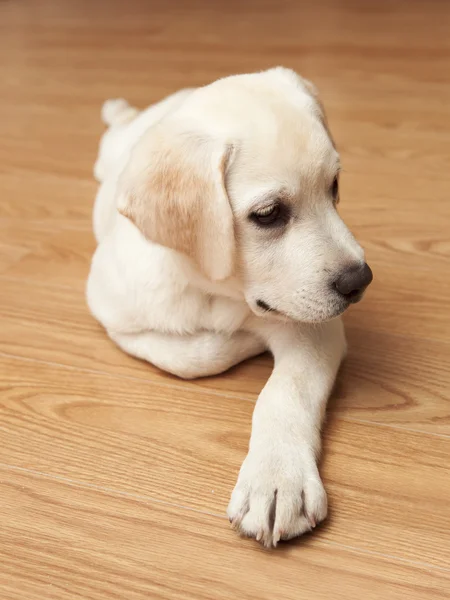 Labrador Retriever Welpe Liegt Auf Dem Boden — Stockfoto