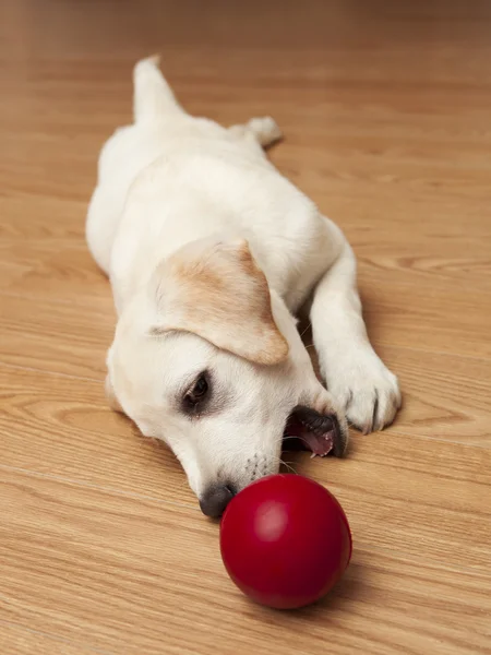 Labrador-Welpe beim Spielen — Stockfoto