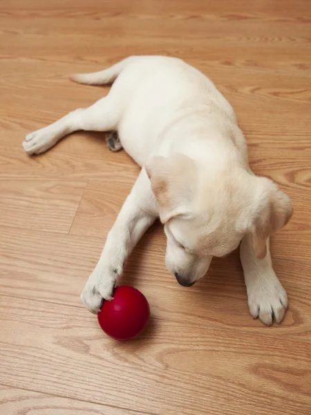 Labrador Retriever Κουτάβι Ξαπλωμένο Στο Πάτωμα Και Παίζουν Μια Κόκκινη — Φωτογραφία Αρχείου