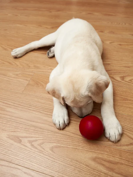 ラブラドル レトリーバー犬子犬は床に横たわっていると赤のボールで遊ぶ — ストック写真