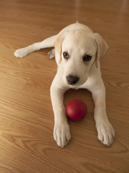 Labrador puppy spelen — Stockfoto