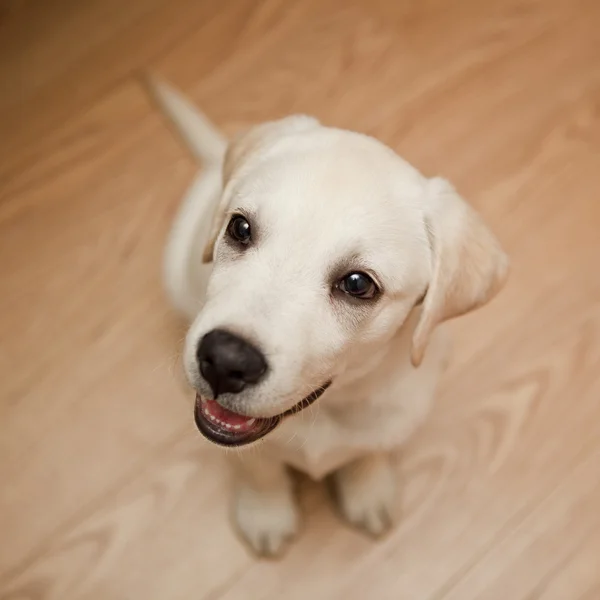 Cachorro labrador —  Fotos de Stock