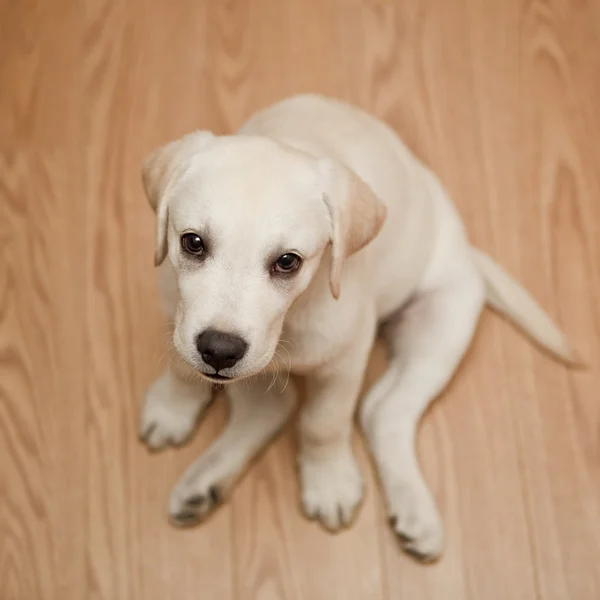 Vista Superior Cachorro Labrador Retriever Sentado Suelo —  Fotos de Stock