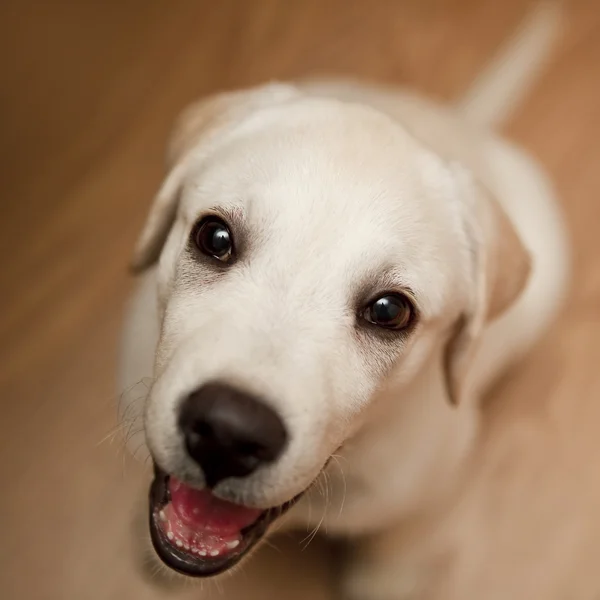 Счастливый щенок лабрадор — стоковое фото