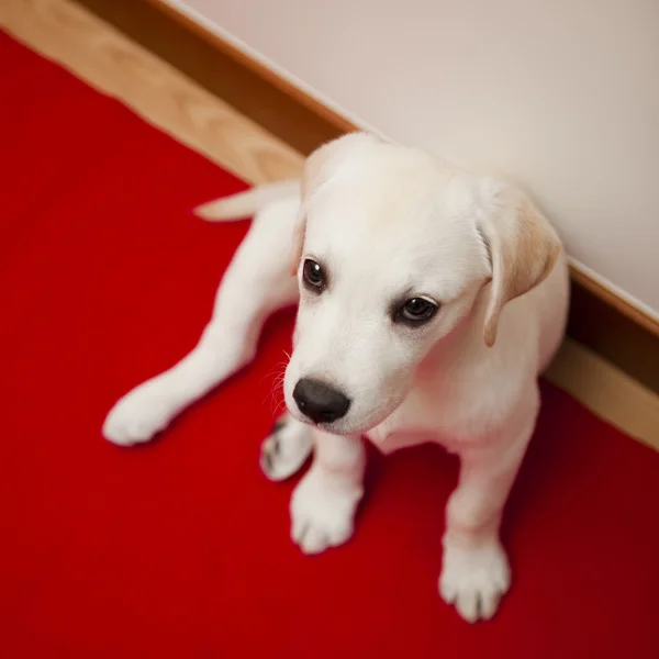 Vista Superior Filhote Cachorro Labrador Retriever Sentado Chão — Fotografia de Stock