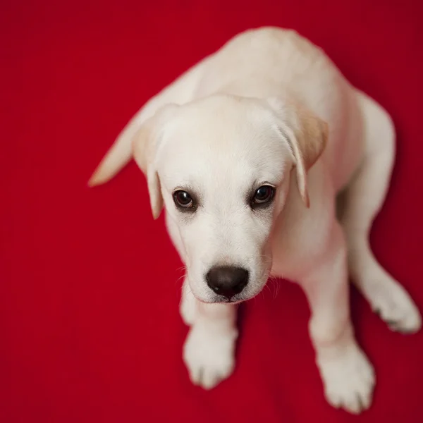 Vista Superior Cachorro Labrador Retriever Sentado Suelo — Foto de Stock
