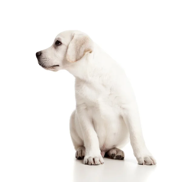 Labrador dziecko — Zdjęcie stockowe