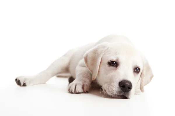 Bonito Labrador Retriever Cachorro Creme Isolado Fundo Branco — Fotografia de Stock