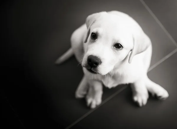 Bovenaanzicht Van Een Labrador Retriever Pup Zittend Vloer — Stockfoto