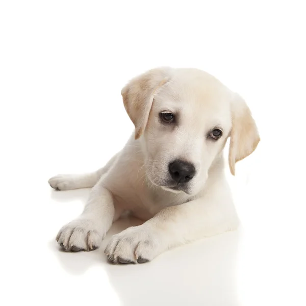 Labrador baby — Stock Photo, Image