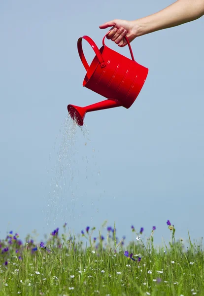 Watering the flowers — Stock Photo, Image