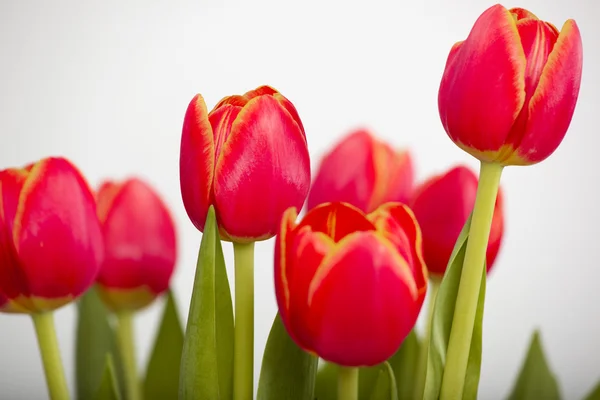 Orange Tulips — Stock Photo, Image