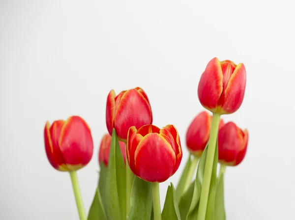 Beautiful Arrangement Orange Tulips Isolated White — Stock Photo, Image