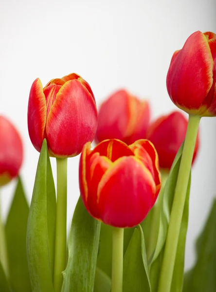 Prachtige Regeling Van Oranje Tulpen Geïsoleerd Wit — Stockfoto