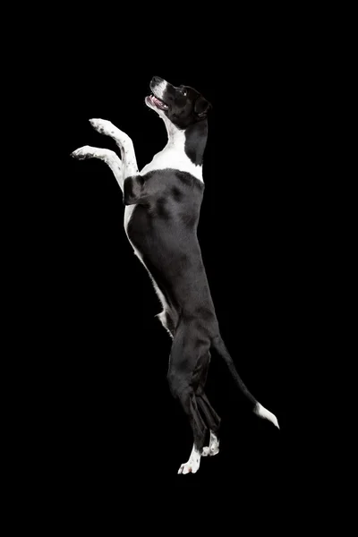 Siyah Arka Plan Üzerinde Duran Güzel Karışık Cins Köpek — Stok fotoğraf