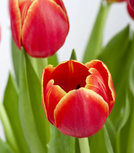Hermoso Arreglo Tulipanes Anaranjados Aislados Blanco —  Fotos de Stock