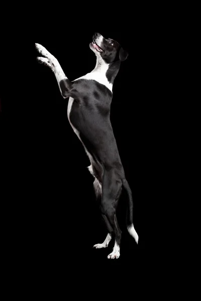 Schöner Mischlingshund Auf Schwarzem Hintergrund Stehend — Stockfoto