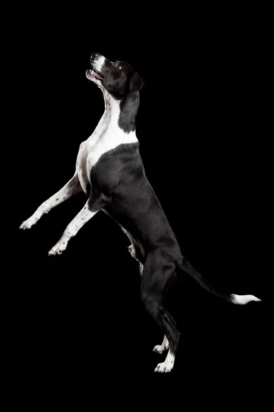 美しい犬 — ストック写真