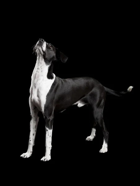 美丽的混的种狗 在黑色的背景 — 图库照片