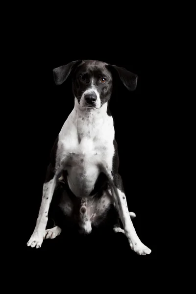 Красива Собака Сидить Підлозі Ізольована Чорному — стокове фото