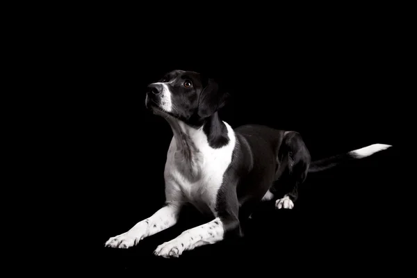 Mooie Hond Liggend Vloer Met Zoek Naar Boven Geïsoleerd Zwart — Stockfoto