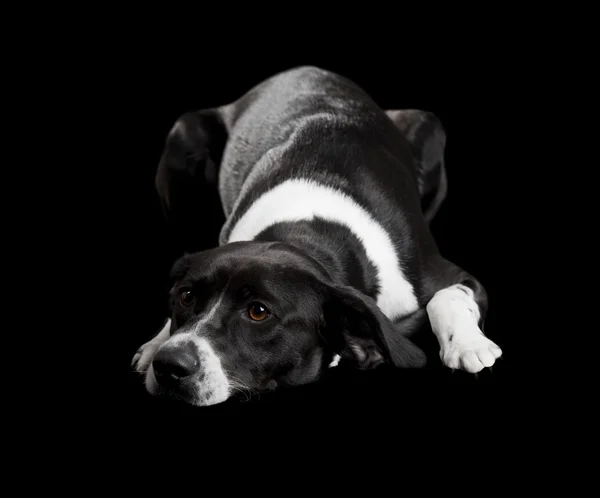 Vacker Hund Liggande Golvet Med Ledsen Blick Isolerade Svart — Stockfoto
