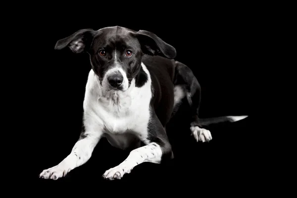 Mooi Gemengd Ras Hond Liggen Een Geïsoleerd Zwarte Achtergrond — Stockfoto
