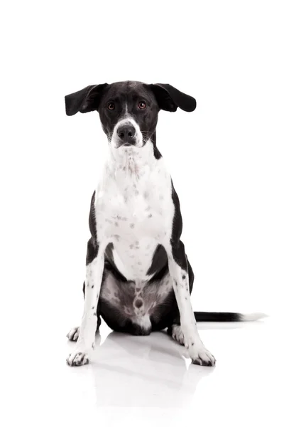 Hermoso Perro Raza Mixta Sentado Aislado Sobre Fondo Blanco —  Fotos de Stock