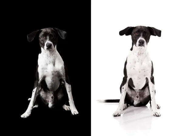 背面或白狗 — 图库照片
