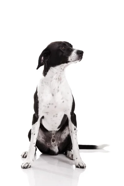 Hermoso Perro Raza Mixta Sentado Aislado Sobre Fondo Blanco —  Fotos de Stock