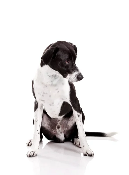 美丽的混的种狗坐在和孤立的白色背景上 — 图库照片