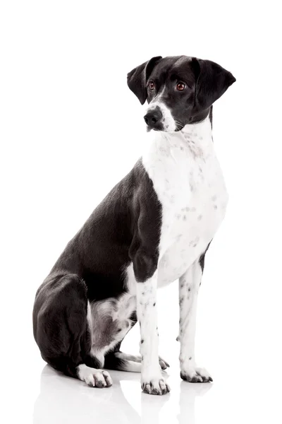 Piękny Mieszany Rasa Pies Siedzi Białym Tle — Zdjęcie stockowe