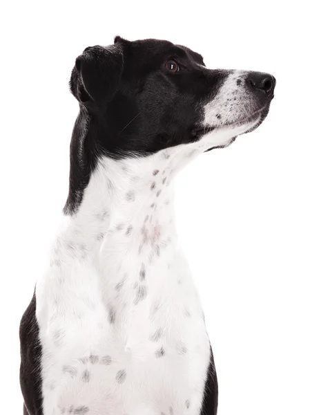Hermoso Retrato Perro Aislado Sobre Fondo Blanco — Foto de Stock
