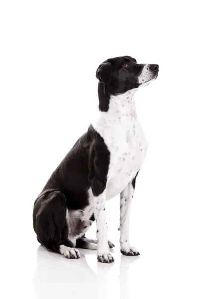 아름 다운 개 — 스톡 사진