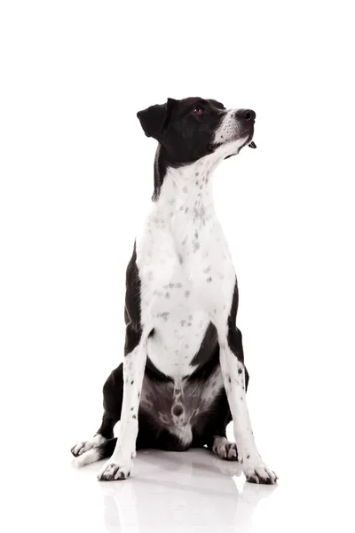 坐在白色背景的美丽的混的种狗 — 图库照片
