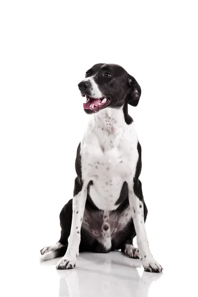 Красивая Смешанная Порода Собака Сидит Белом Фоне — стоковое фото