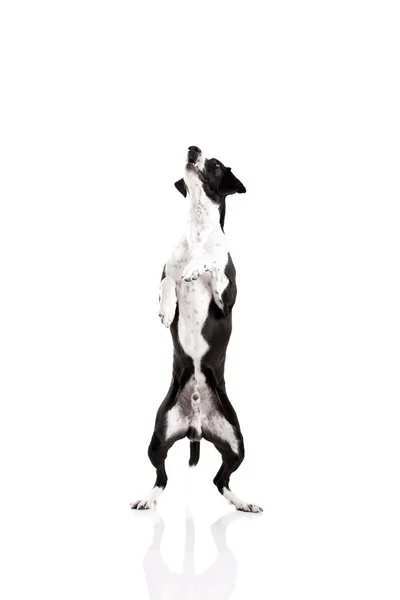 美しい混合された品種犬 白い背景の上に立っています — ストック写真