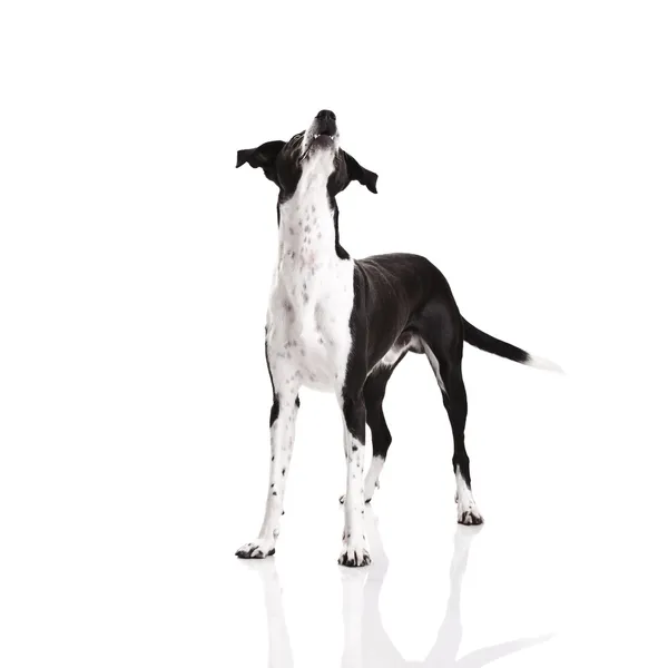 Cão Raça Mista Bonita Sobre Fundo Branco — Fotografia de Stock