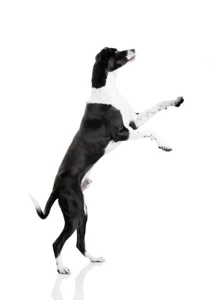 Красива Змішана Порода Собака Стоїть Білому Тлі — стокове фото