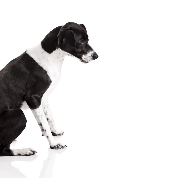 坐在白色背景的美丽的混的种狗 — 图库照片
