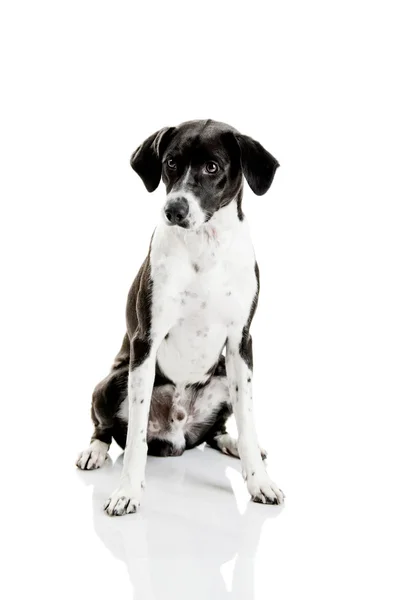 Beyaz Arka Plan Üzerinde Oturan Güzel Karışık Cins Köpek — Stok fotoğraf