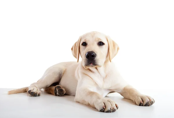 Ładny pies labrador — Zdjęcie stockowe