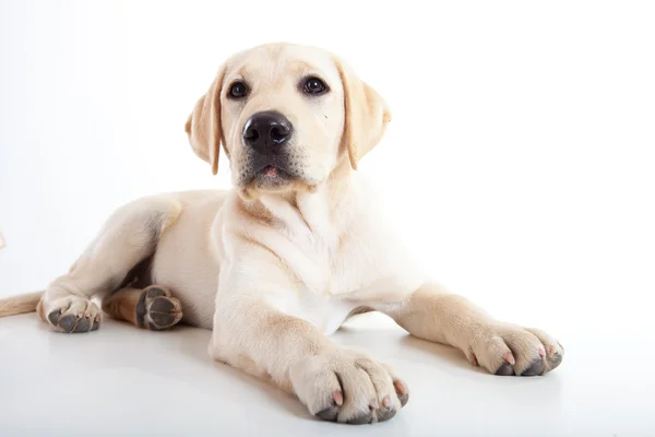 Güzel Şirin Bir Labrador Köpek Doğurmak Studio Portresi — Stok fotoğraf